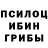 Псилоцибиновые грибы Psilocybe NockEn